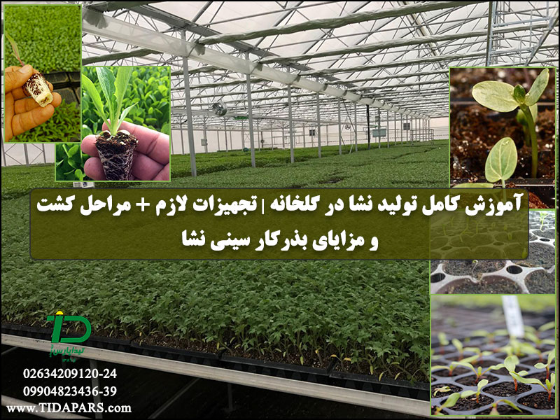 آموزش کامل تولید نشا در گلخانه تجهیزات لازم + مراحل کشت و مزایای بذرکار سینی نشا