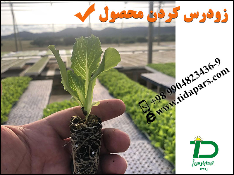 زودرس کردن محصول در کشت نشایی