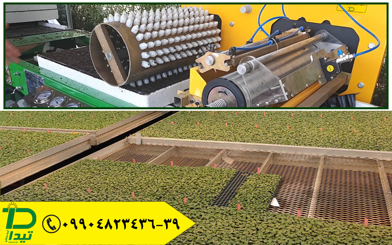 قرارگیری سینی هاش نشا در گلخانه