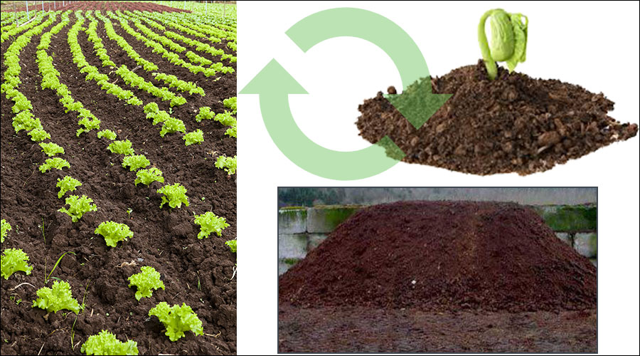 مزیت کود دامی برای مزرعه