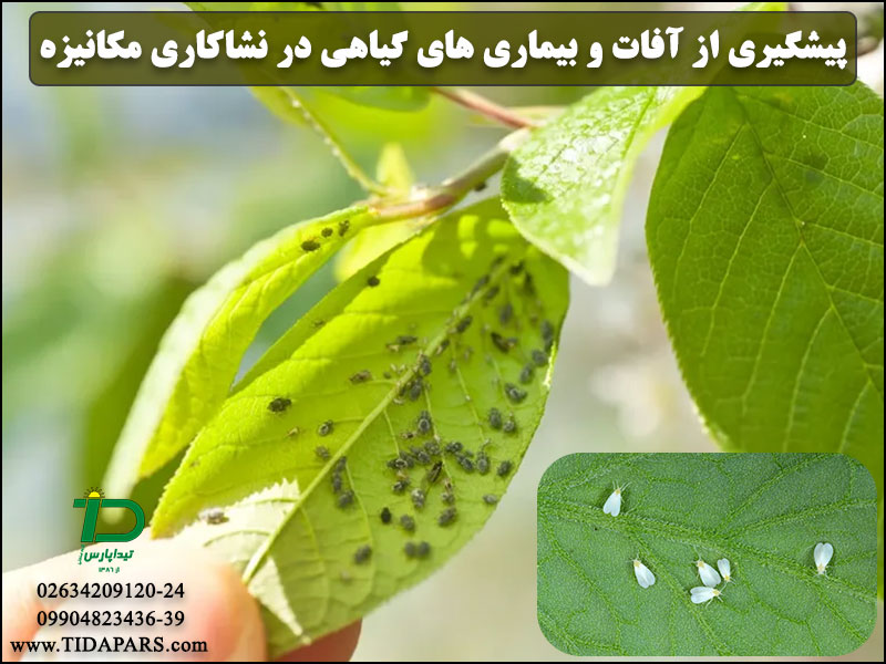 پیشگیری از آفات و بیماری های گیاهی در نشاکاری مکانیزه