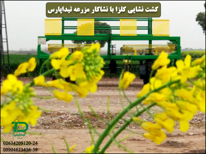 کشت نشایی کلزا با نشاکار مزرعه تیداپارس