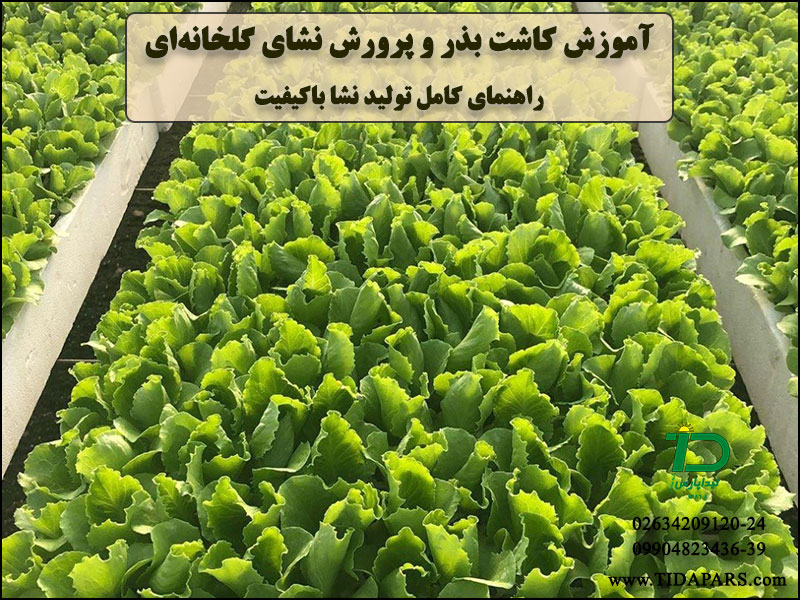 آموزش کاشت بذر و پرورش نشای گلخانه‌ای | راهنمای کامل تولید نشا باکیفیت