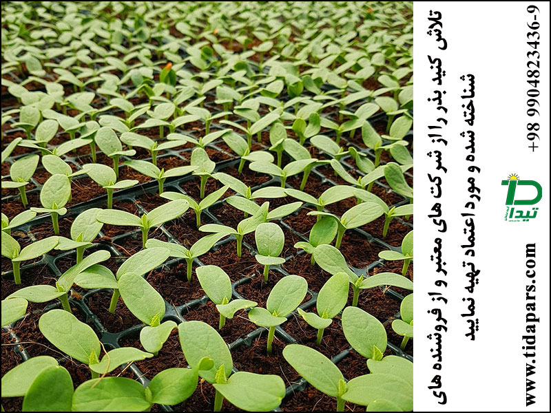 خرید بذر از مراکز مجاز