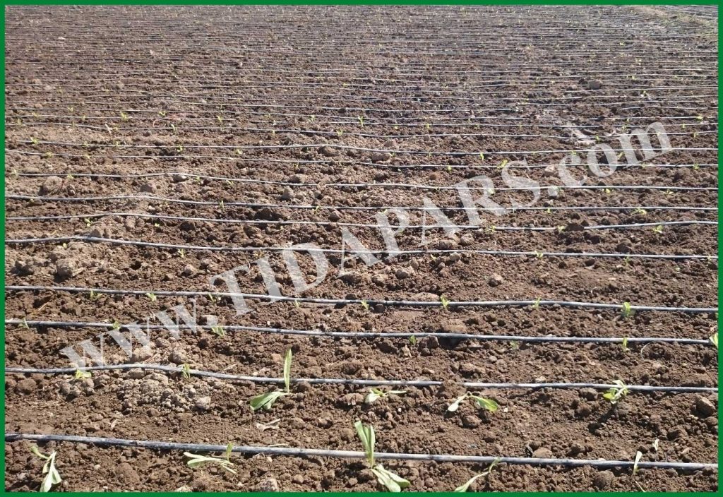 مدل ها و آپشن های ماشین نشاکار تیداپارس