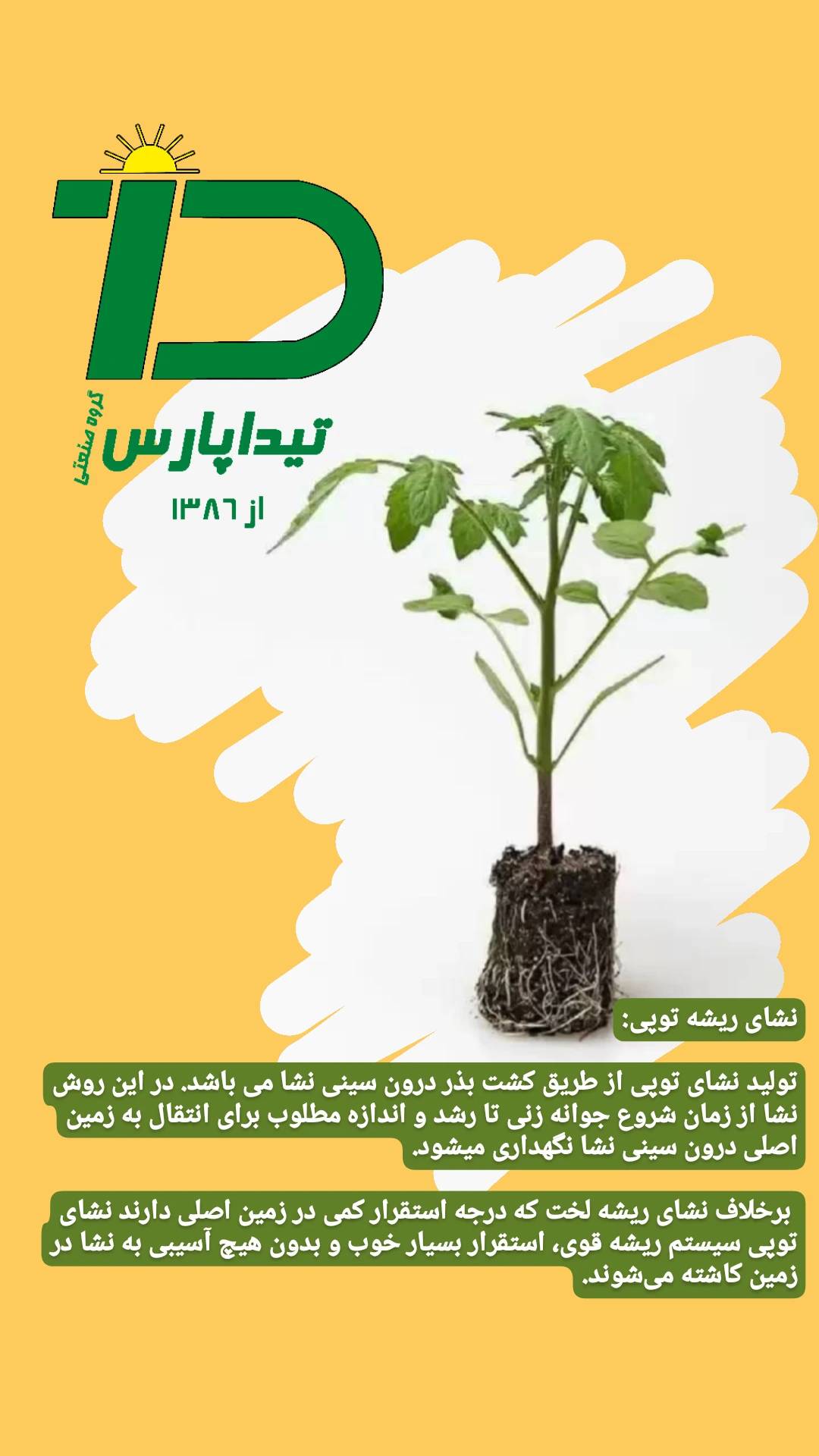 پرورش نشا در سینی