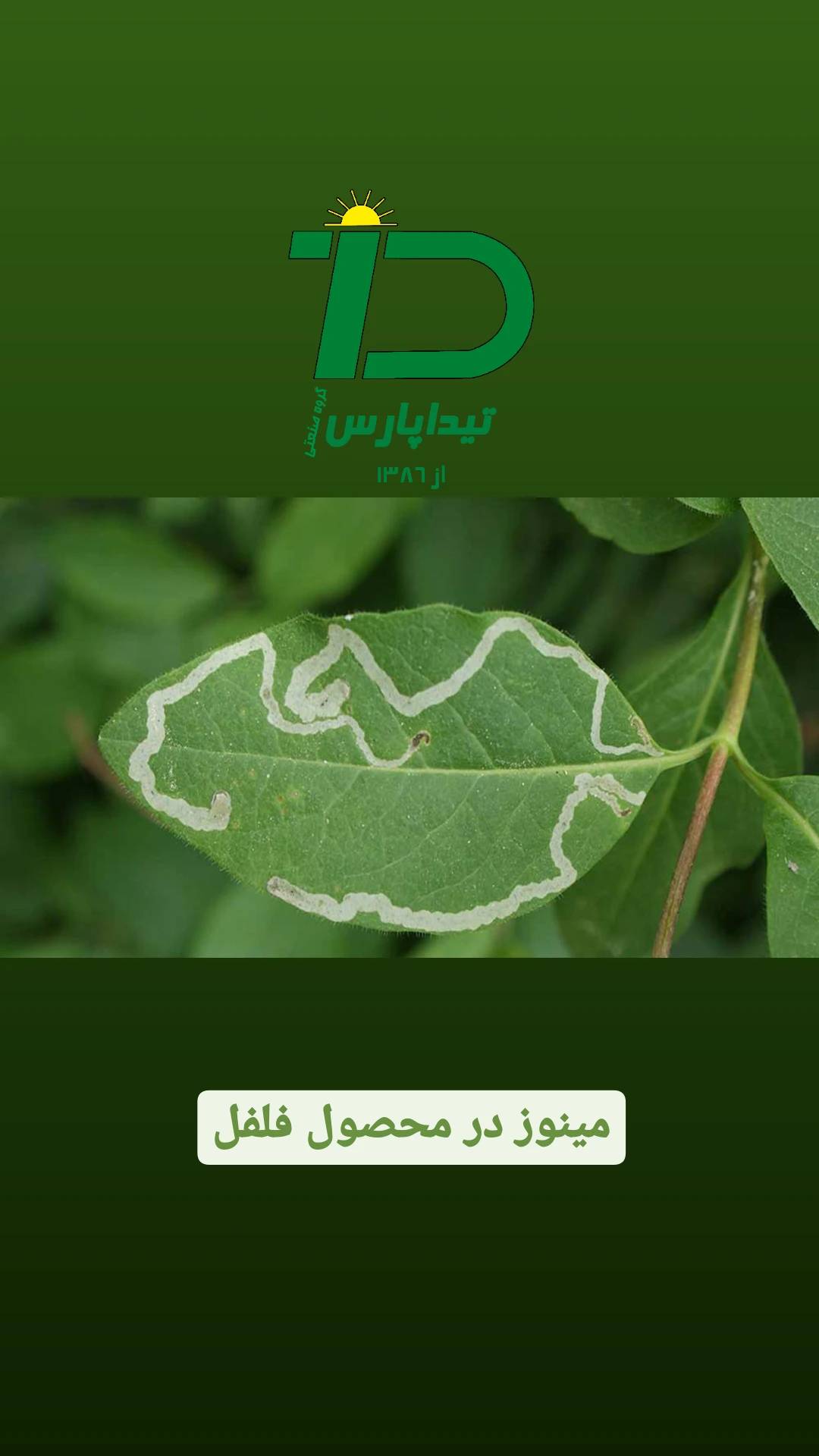 7مینوز در فلفل