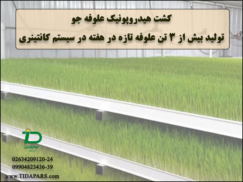 کشت هیدروپونیک علوفه جو